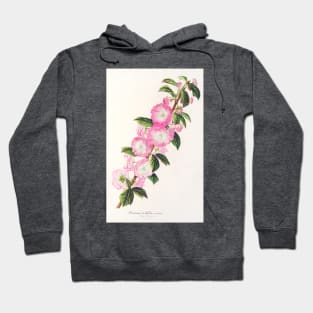 Flowering almond - Botanical Illustration Hoodie